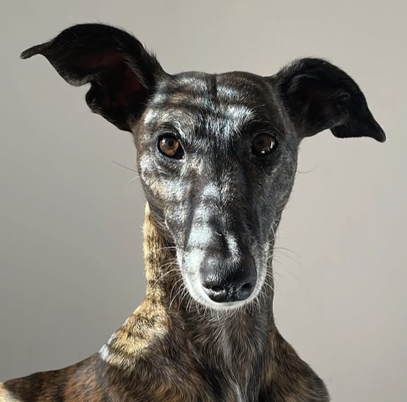 Eureka the galga