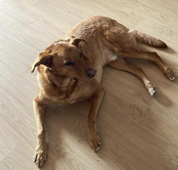 Simba - Podenco/Golden