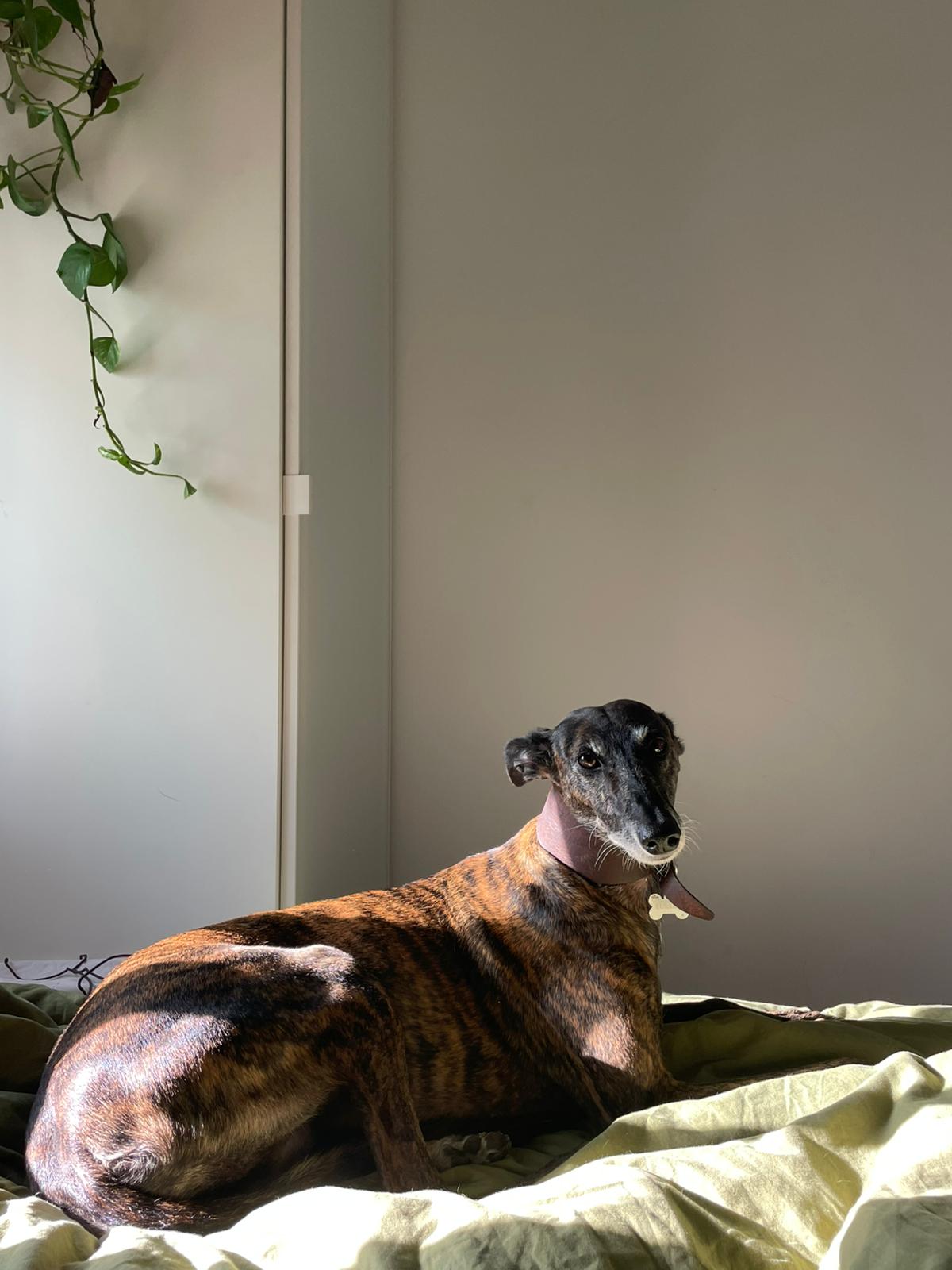 Wet nose, warm heart