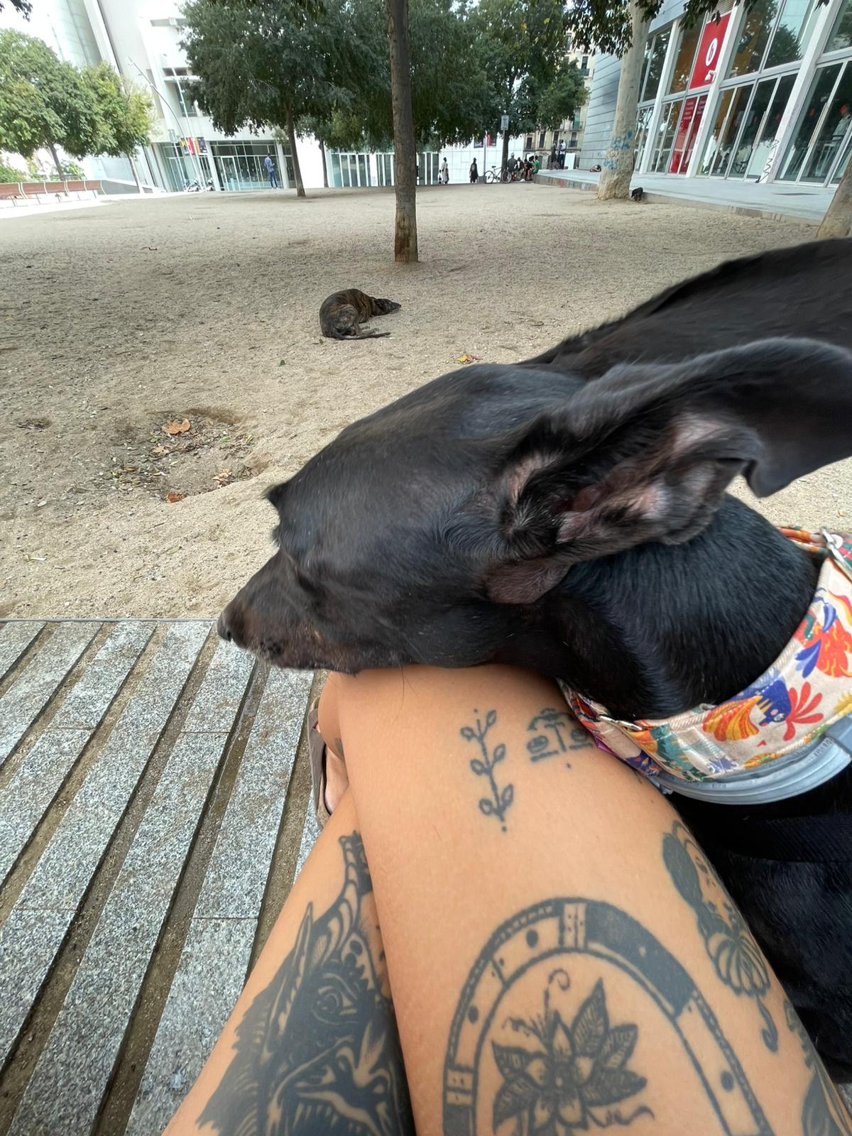 Pawsitive vibes only